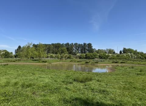 wetland