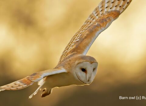 Barn Owl