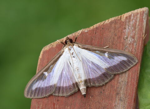 A box tree moth resting on a fencepost. The moth has white wings with an irridescent purplish sheen, edged with black