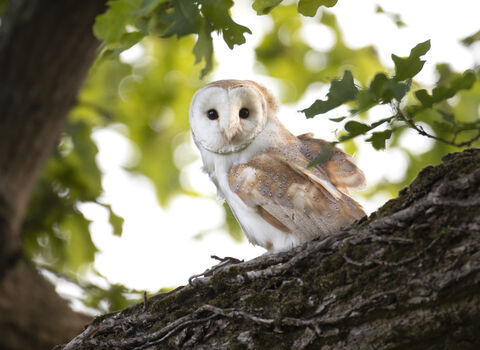 A barn owl looking at the camera from a tree