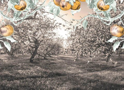 Black and white background of an orchard with artwork of golden apples across the top