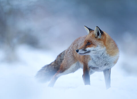 Red Fox (Vulpes vulpes) Vixen in the Snow during winter, Cannock Chase, Staffordshire