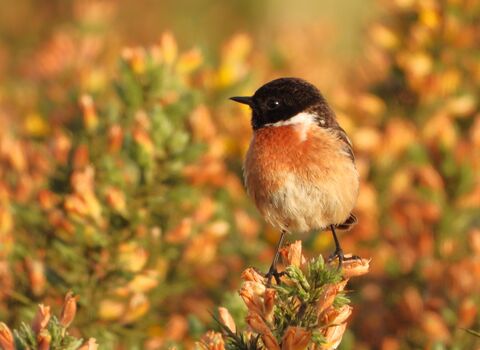 A stone chat perches on a bush with orange flowers