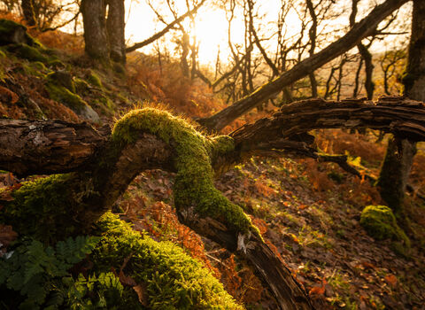 Moss and deadwood in UK rainforest