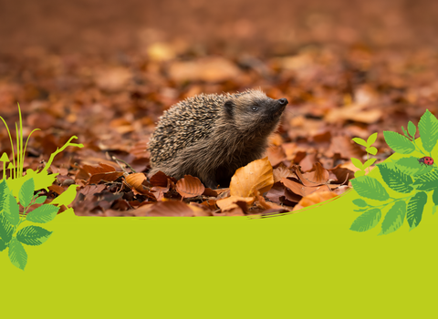 A hedgehog looking up with a background of leaves
