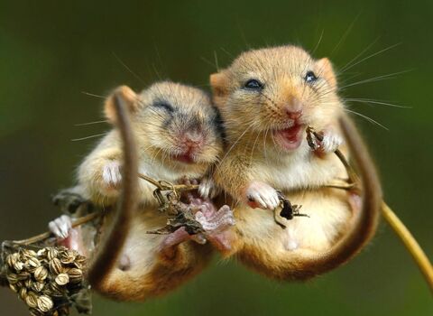 Dormice cuddling