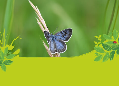 Mission Wild Banner Large Blue.jpg