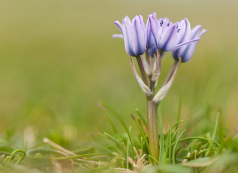 Spring squill, a short-stalked wildflower with purple-blue, star-shaped flowers, growing from short grass