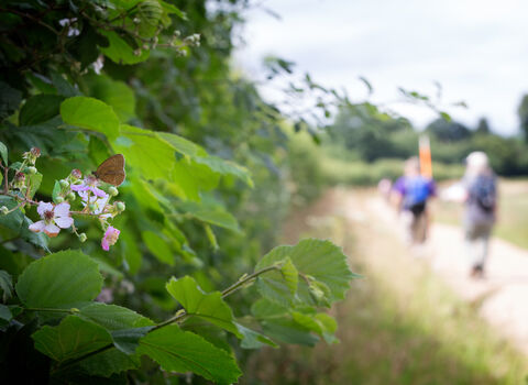 A ringlet butterfly in the foreground on a hedgerow with two people walking away in the background.