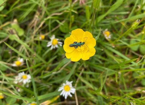 A thick-legged flower beetle on a buttercup with grass and daisies in the background