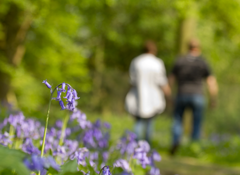 A bluebell in the foreground in a woodland setting with two people walking away in the background