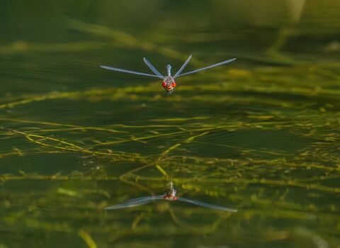 A damselfly with red eyes heading straight for the camera, with its four wings and body, above water