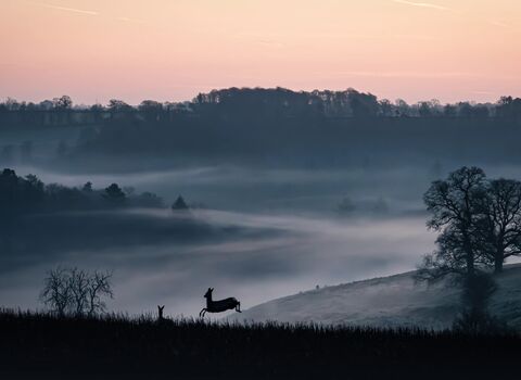 A misty landscape at sunrise, including a jumping deer and various trees.