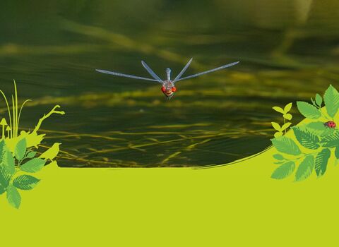 A damselfly with red eyes heading straight for the camera, with its four wings and body, above water