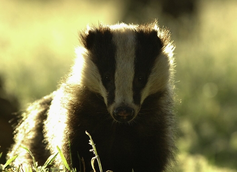 Badger