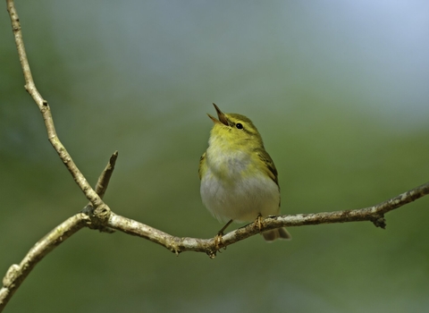 Wood Warbler (Phylloscopus sibilatrix) singing