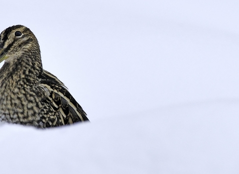 Common Snipe in winter