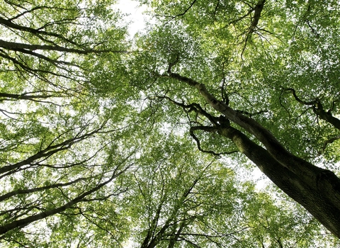 Looking up at a canopy of green tree leaves from the ground