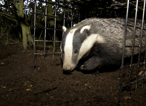 BTB vaccinated badger being released from cage trap