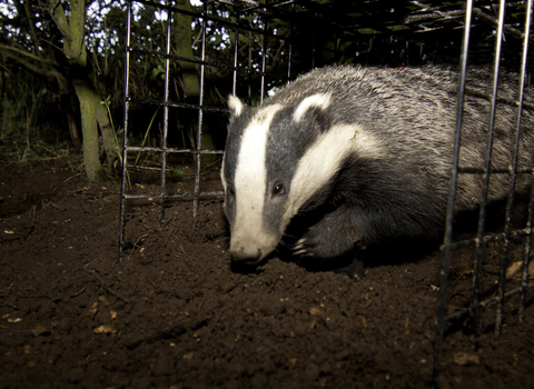 BTB vaccinated badger being released from cage trap