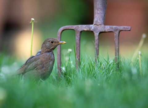 Blackbird in the grass in front of a pitchfork