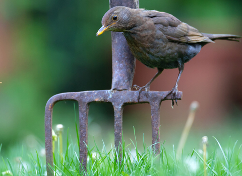 A blackbird on a pitchfork in some grass