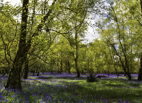 Bluebell woodland © Jon Hawkins – Surrey Hills Photography