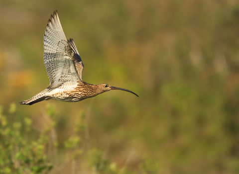 Curlew (c) Jon Hawkins Surrey Hills Photography