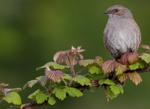 Dunnock