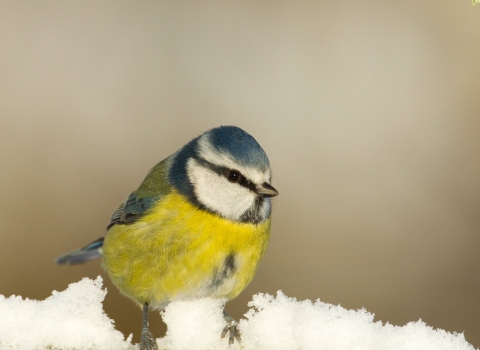 Blue tit