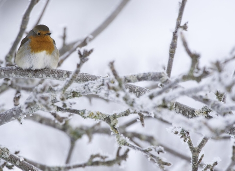 robin sat on branch