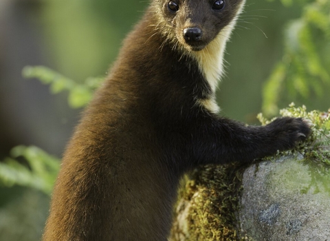 Pine marten_Mark Hamblin