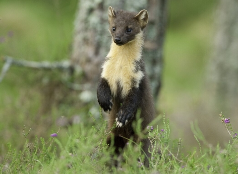 Pine marten_TerryWhittaker