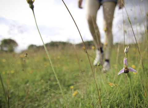 Out of focus women's legs walking past a bee orchid in wildflower meadow