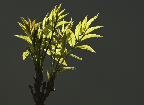 Ash leaves spring foliage