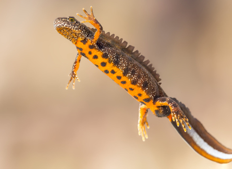 A great crested newt showing its speckled orange belly