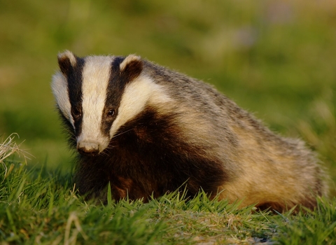 Badger